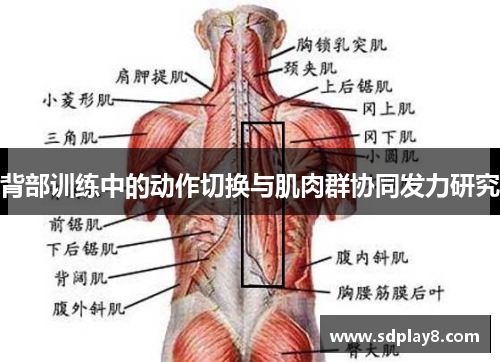 背部训练中的动作切换与肌肉群协同发力研究